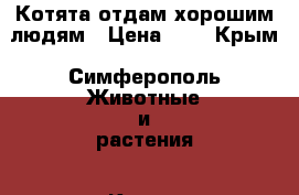 Котята,отдам хорошим людям › Цена ­ 1 - Крым, Симферополь Животные и растения » Кошки   . Крым